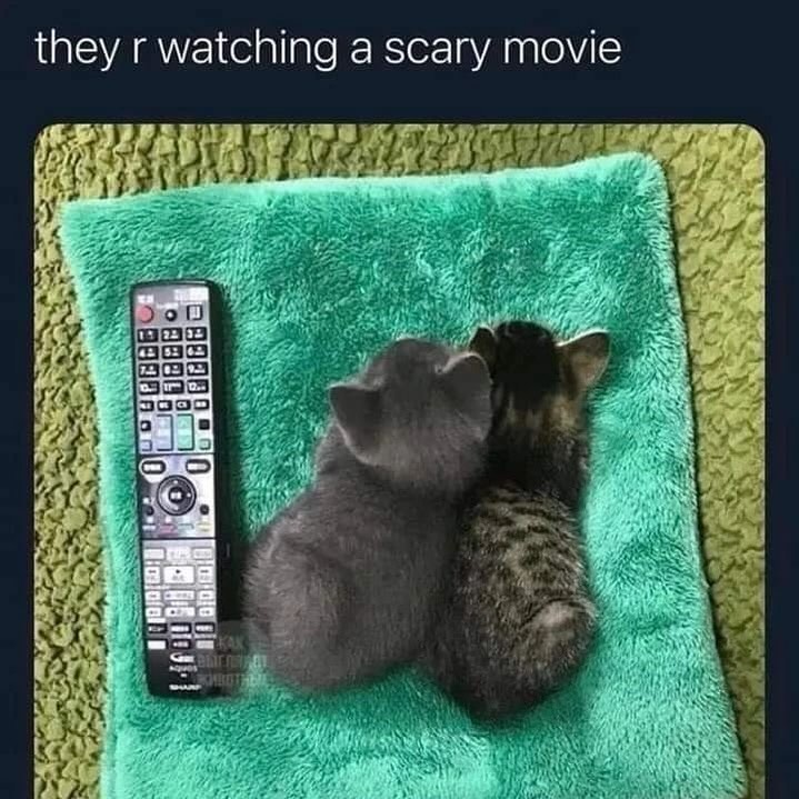 Punch Cat tweet media