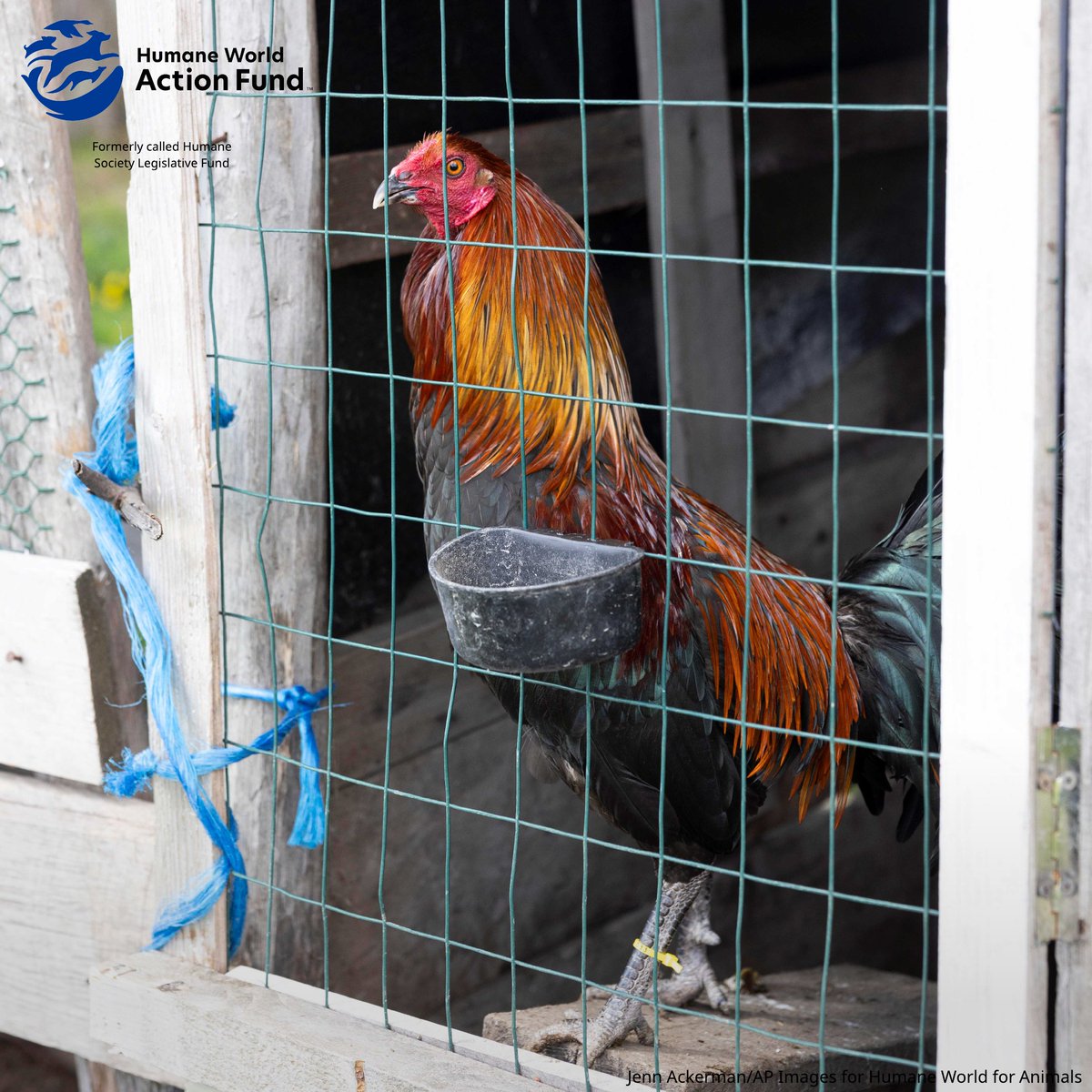 Humane World Action Fund tweet media