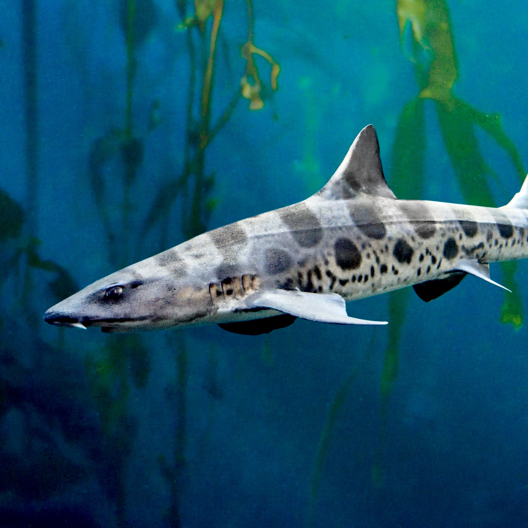 BeSharkZen's tweet photo. The next Shark Zen design started with an ocean animal usually recognized by shape, but this one stood out through its markings.

The Leopard Shark.

More soon.

#SharkZen #LeopardShark #OceanInspired #MarineLife #Shark https://t.co/DBim7ZNdDN
