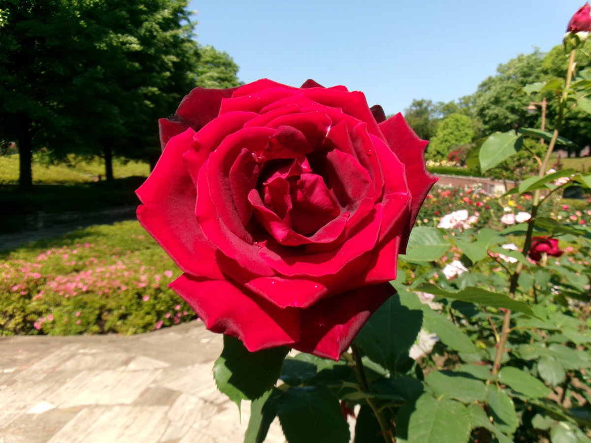 ParksAkirudai's tweet photo. 本日のバラはパパメイアンです。花色は黒味の強い赤色で気温が低いほど黒みが増すそうです。とても香りが強いです。皆さまのご来園をお待ちしております。 https://t.co/i1coUb50IW
