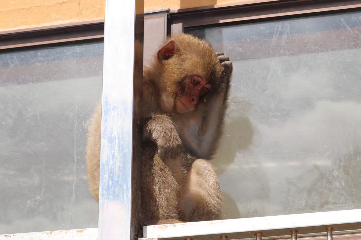 MonkeyBay5's tweet photo. #波勝崎モンキーベイ　
【2026年5月14日モンキーベイ🌊猿予報🐒】
本日:開園
天気:晴れ☀️微風🌬️
猿:猿が数頭います🐒

今後の見込み:群れも降りてきそうです🐒🐒
※園内の猿の状況はお問い合わせください0558-67-0003
#ニホンザル　#南伊豆　#野生猿　
#japanesemonkey #izu #wildmonkey https://t.co/zp7wRue02l