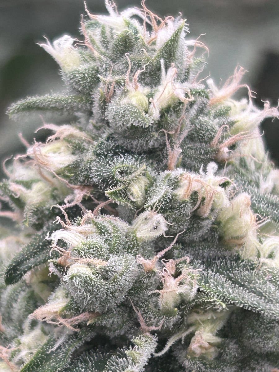 thecannalife420's tweet photo. Triple Cheese getting frosty π§βοΈ
Day 50 and the trichomes are stacking hard.
Loud funk, greasy buds, and still swelling. This oneβs shaping up exactly how it should ππ₯
#TripleCheese #Day50 #FrostFactory #IndoorGrow #CraftCannabis #HomeGrow #Trichomes #CannabisCommunity #FloweringStage #Dank #BudShots #MacroGrow #GrowLife