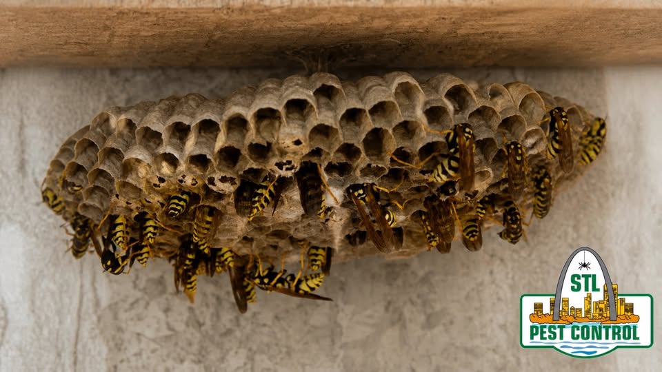 stlpestcontrol's tweet photo. Paper wasp or yellowjacket?

Paper wasps are slender, fly with their legs dangling, and build open umbrella-style nests under eaves or porch ceilings.

Yellowjackets are stockier, more aggressive, and often nest underground or in wall voids. https://t.co/3ol1XecvTH