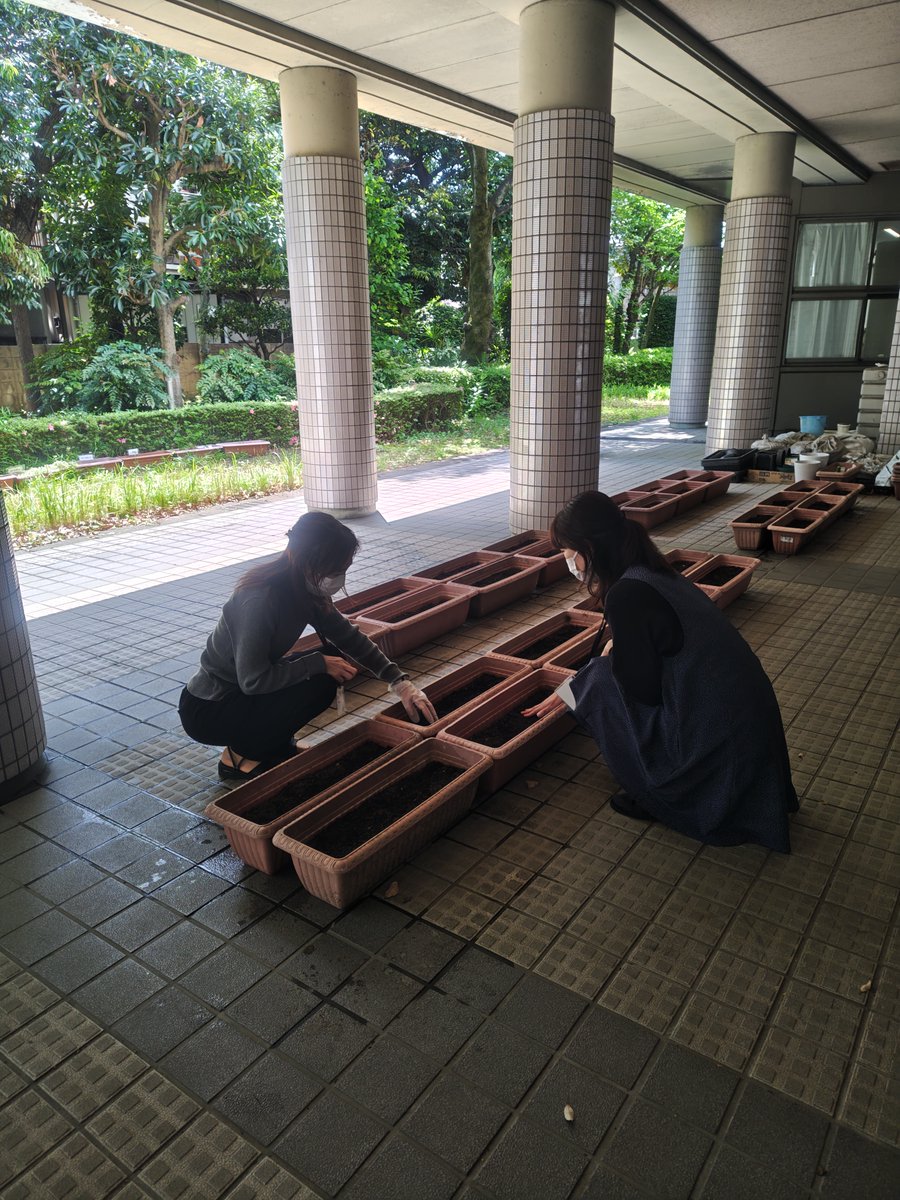 b_kaikan's tweet photo. 【高崎市文化会館ラストエンペラー縁のアサガオ】

アサガオの種まきを行いました https://t.co/SK18NA6cB1