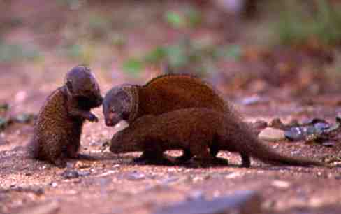 mzeeshimba05's tweet photo. ＃Wild Life
#アフリカの野生動物
＃Mongoose
#マングース
マングースの群れはサバン
ナをエサを探して移動して
いる途中に時おり休んで子
供同士や大人との遊びの中
で力関係や群れのルールを
学んで行くのだろう https://t.co/QzR9FCGVds