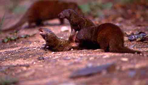 mzeeshimba05's tweet photo. ＃Wild Life
#アフリカの野生動物
＃Mongoose
#マングース
マングースの群れはサバン
ナをエサを探して移動して
いる途中に時おり休んで子
供同士や大人との遊びの中
で力関係や群れのルールを
学んで行くのだろう https://t.co/QzR9FCGVds