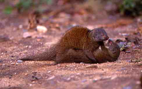 mzeeshimba05's tweet photo. ＃Wild Life
#アフリカの野生動物
＃Mongoose
#マングース
マングースの群れはサバン
ナをエサを探して移動して
いる途中に時おり休んで子
供同士や大人との遊びの中
で力関係や群れのルールを
学んで行くのだろう https://t.co/QzR9FCGVds
