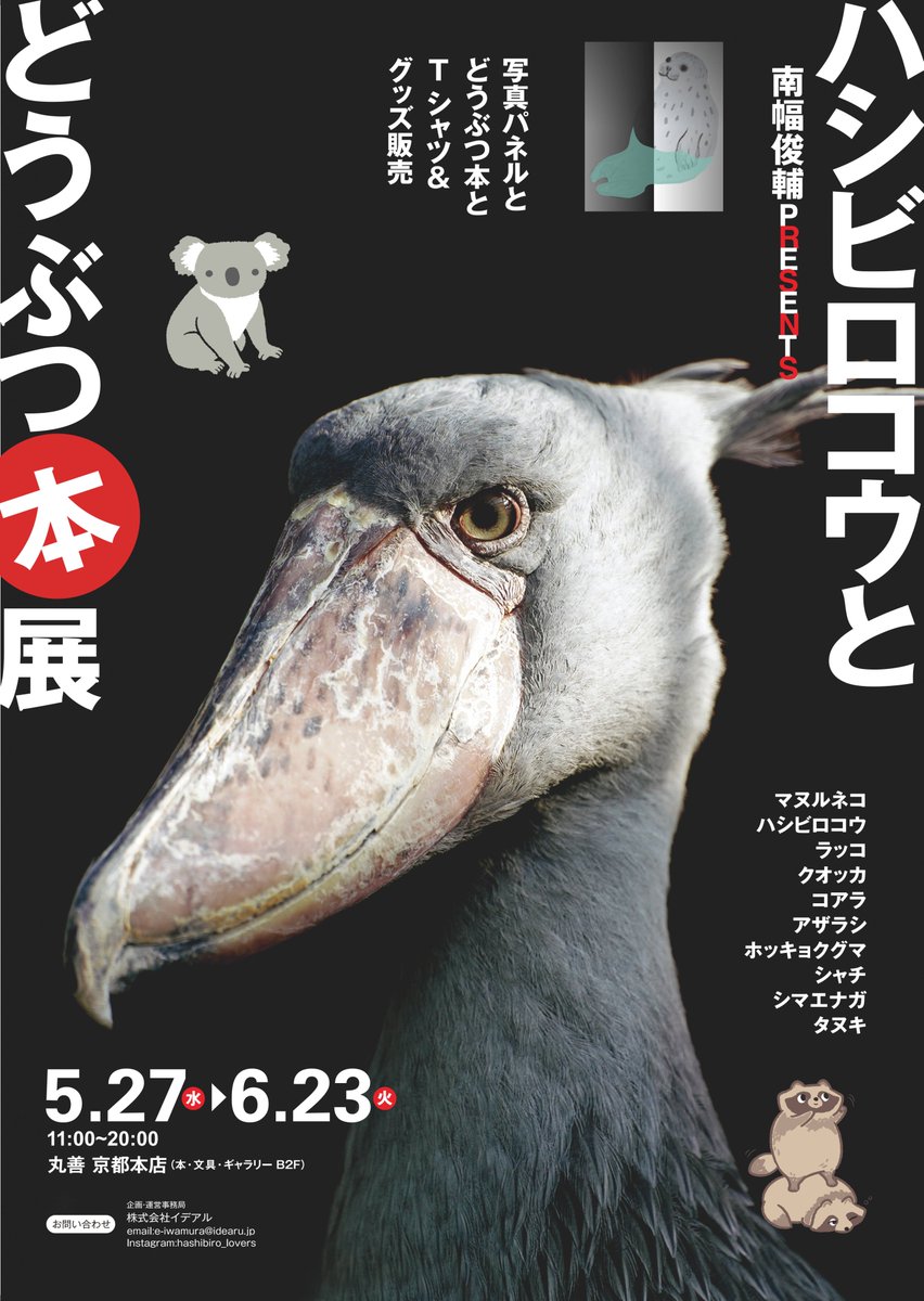 maruzenkyoto's tweet photo. 【予告】ハシビロコウとどうぶつ本展
～写真パネル展・どうぶつ本・グッズ販売～
会期：5/27(水)～6/23（火）
会場：B2F MARUZENギャラリー
ハシビロコウ、ラッコ��マヌルネコ、コアラ、ゴリラ、アザラシなどどうぶつシリーズ本などを制作している
南幅俊輔氏の写真と本とグッズを販売いたします。 https://t.co/hzaB3UoXZy