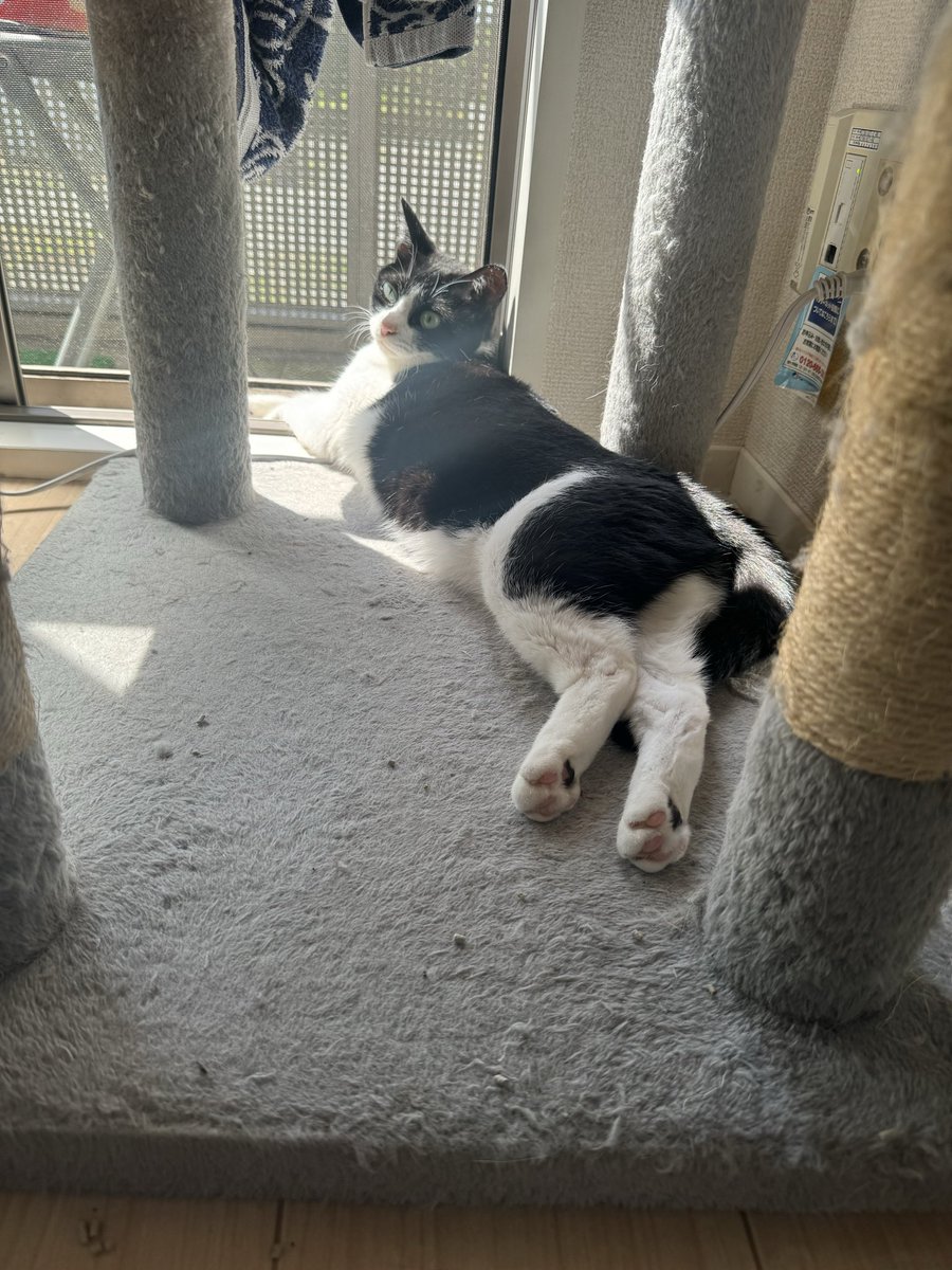 xazeze's tweet photo. @FaceRaly ちょっと高いけど物は良い👍
他のメーカーのキャットタワーはもこもこ無いタイプ(木製)を選んだほうがいいよ！
モコモコ系はすぐボロボロにされて部屋にクズがいっぱい出る😖↓みたいなのはx https://t.co/BFde2VPuxK