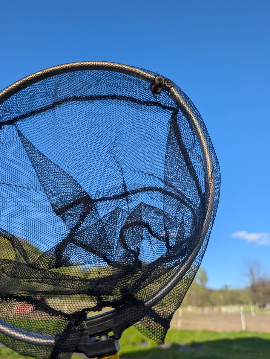Korteacres's tweet photo. Impractical farmer here. First thing I bought after putting up our commercial greenhouse was this little telescopic net &amp; every night before I close it I rescue all the bumblebees &amp; put them outside. https://t.co/RtH2eqiwJZ