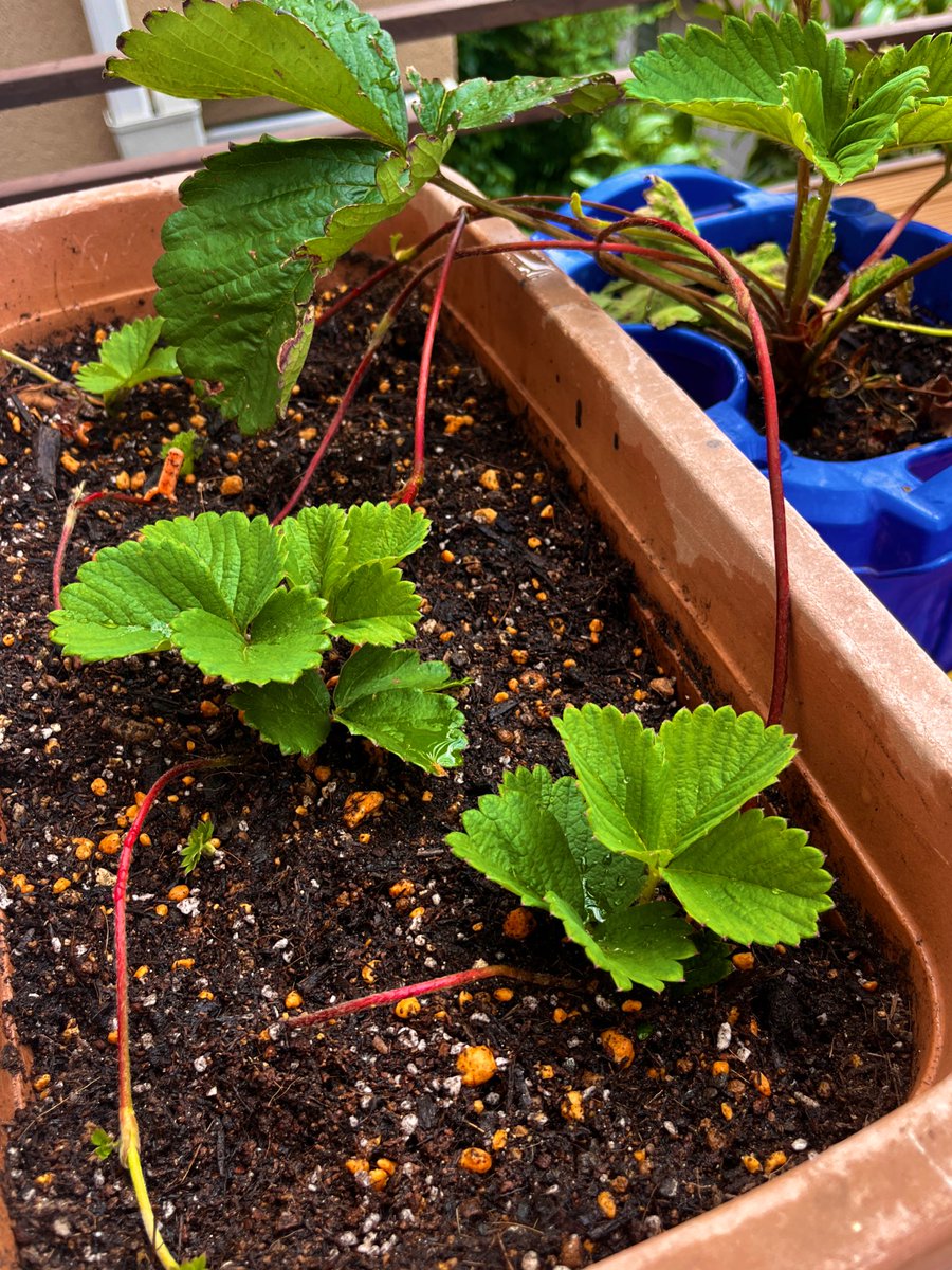 AiTaniuchi's tweet photo. 義母に教えてもらって
🍓あまおうの苗を育ててみてる
不思議。
おもしろい。 https://t.co/Ec5gpfgMbt