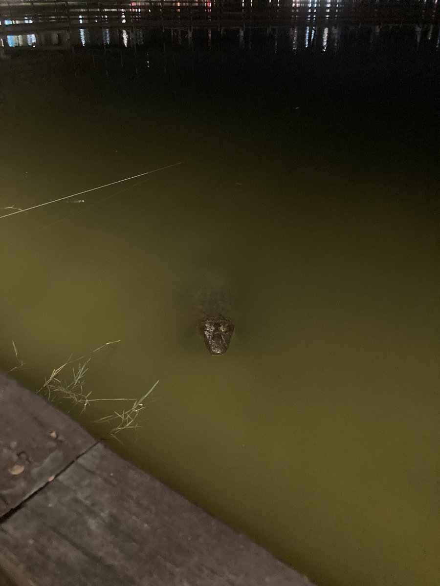 mez1126's tweet photo. ブラジルに住むということ。
生活圏にワニがいる🐊 https://t.co/x44yl0qAhv