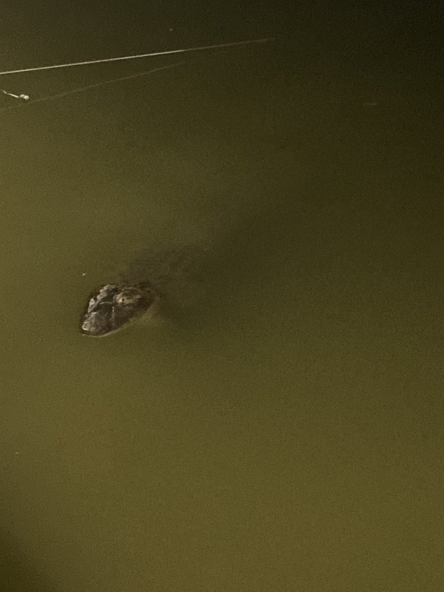 mez1126's tweet photo. ブラジルに住むということ。
生活圏にワニがいる🐊 https://t.co/x44yl0qAhv