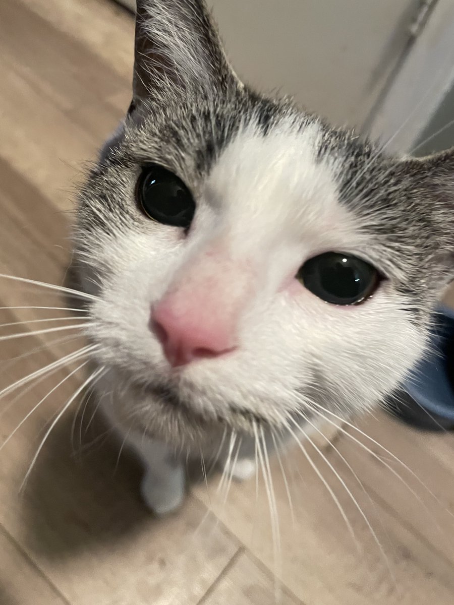 CoquitoMilkk's tweet photo. lil bando fresh out her pussy removal surgery!! #StylinOnEm https://t.co/uAXqS0dOvA