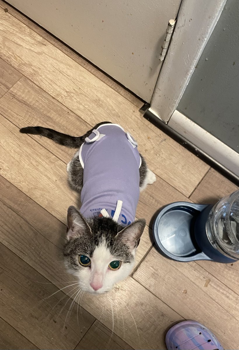 CoquitoMilkk's tweet photo. lil bando fresh out her pussy removal surgery!! #StylinOnEm https://t.co/uAXqS0dOvA