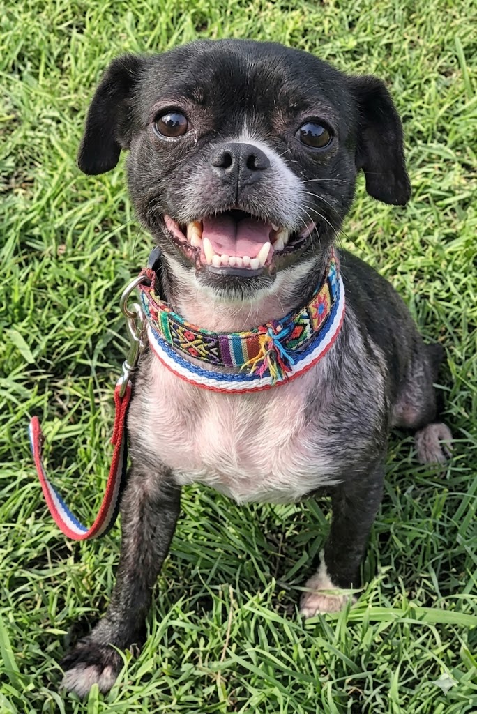 POOCHSAVERS's tweet photo. Meet Bridgett! 
5-year-old Boston Terrier mix looking for a foster or forever home 💕
She’s past the puppy chaos and ready for cozy naps, gentle walks, and a family to love her 🤍
If you’ve been waiting for a little lovebug—Bridgett is your girl 🥹  https://t.co/3o3CUdQVoM https://t.co/5XQVzBkE4V
