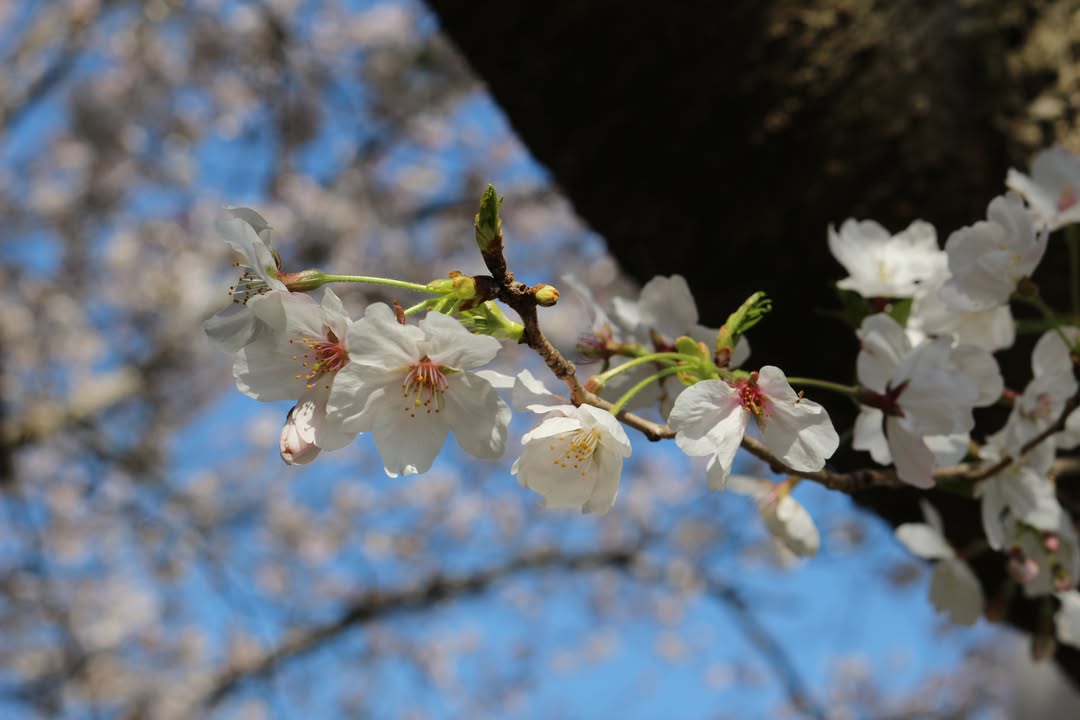 seiwauniv's tweet photo. ☆４月振り返り＋☆
桜の季節からあっというまにGWも終わりました。
近頃広報用撮影に協力してくれる学生も増えてきて、非常にありがたいです。💯

#大学案内 #学案 #清和大学 https://t.co/W5vGKVluu2