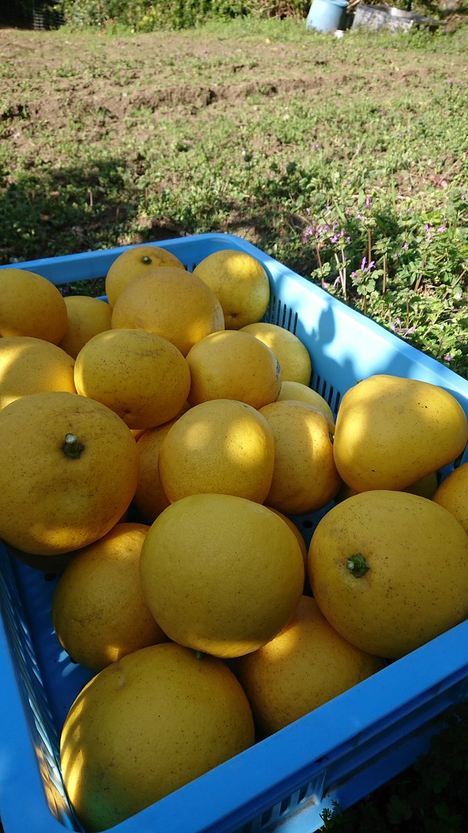 manposo's tweet photo. パール柑が今季ラスト販売です🍊
ご注文お待ち致しております😊

https://t.co/QSexlcX1O8 https://t.co/Lrs7KHM7k4