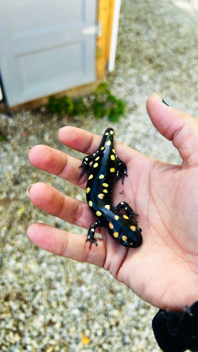 sipzilla's tweet photo. Relocated a salamander today. I had to use a cup and some wet paper towels to carry them but ultimately it’s a much better spot than hot concrete https://t.co/3Y47S9vYmo