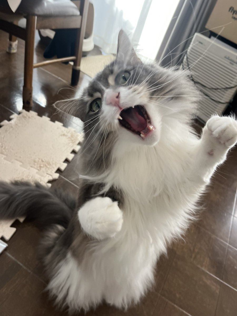 Guu0301's tweet photo. はぁ〜〜〜？

#猫

 \まだもくよーびね？/ https://t.co/nTk4sHiIwS