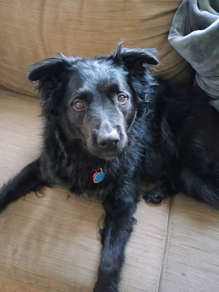 SpillerSoda's tweet photo. It's been a few days since we had to give up Rooney because our new apartment won't accept pets

I constantly have to remind myself that he's gone now. It feels like we only just got him. I really miss him https://t.co/DOrgMogKMO
