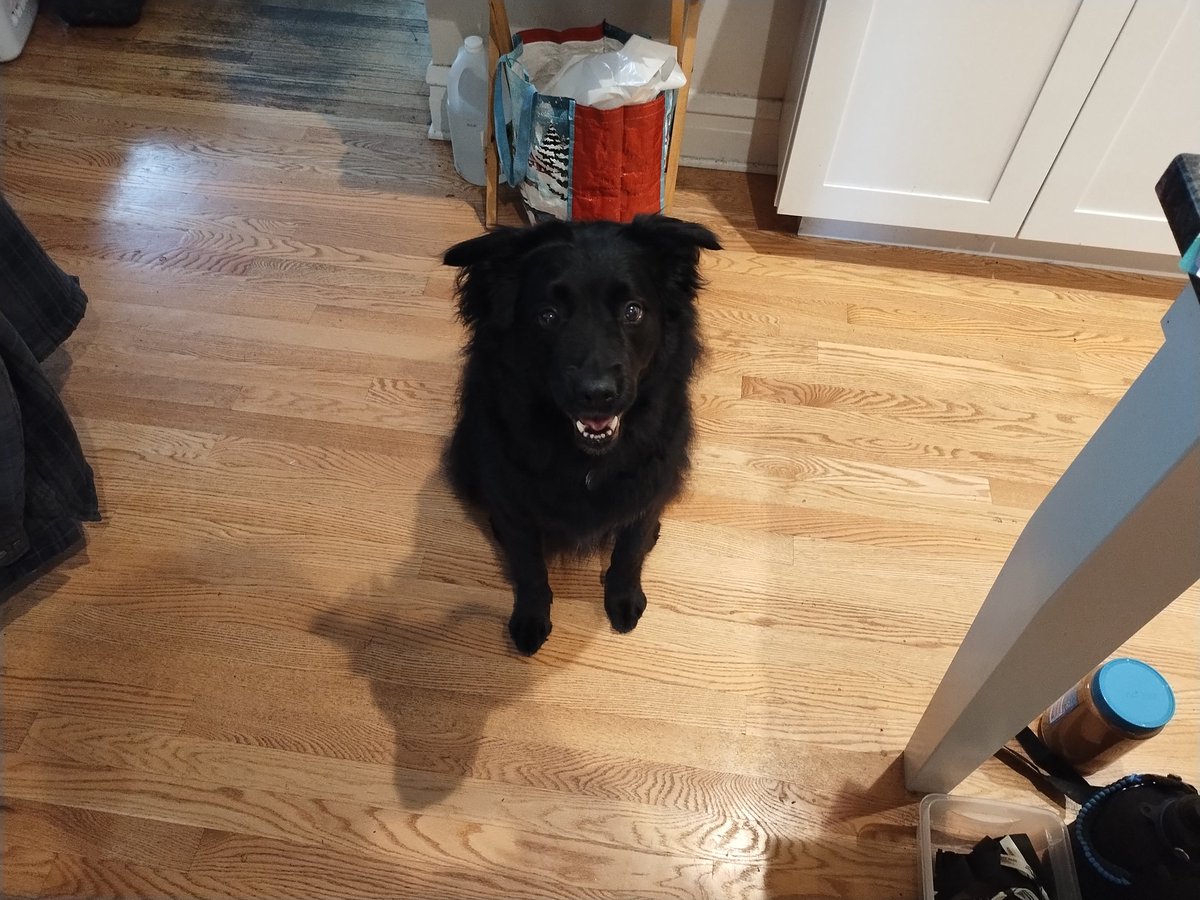SpillerSoda's tweet photo. It's been a few days since we had to give up Rooney because our new apartment won't accept pets

I constantly have to remind myself that he's gone now. It feels like we only just got him. I really miss him https://t.co/DOrgMogKMO