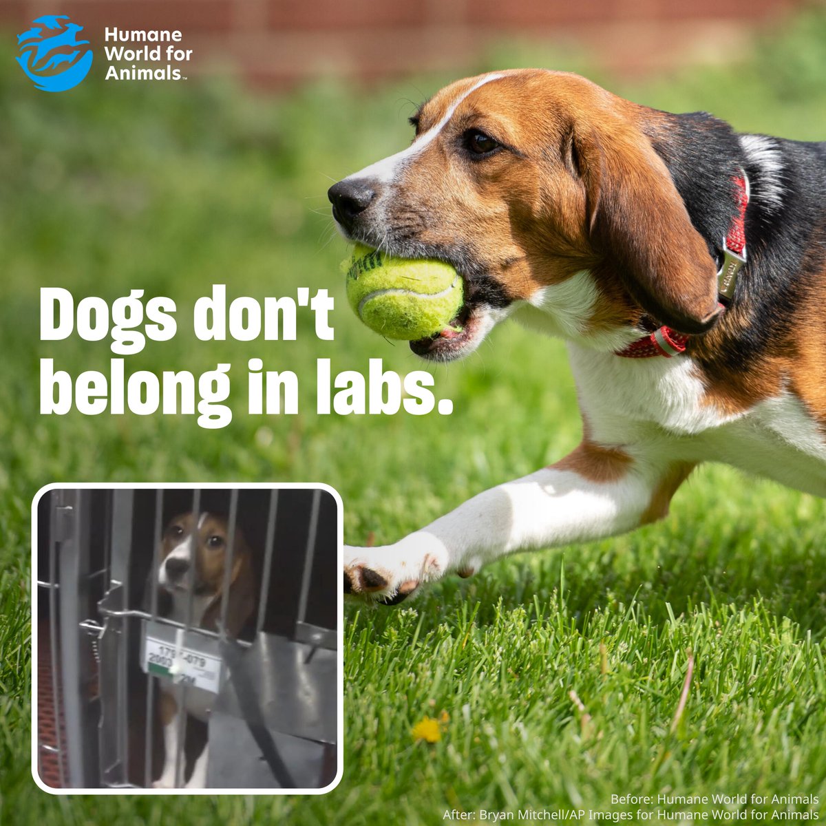 Humane World End Animal Testing tweet media