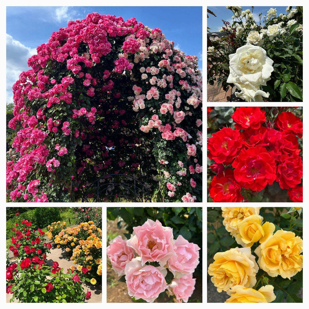 沢山の種類のバラ🌹が咲き誇り見応えがありました♪ 5月いっぱいは
