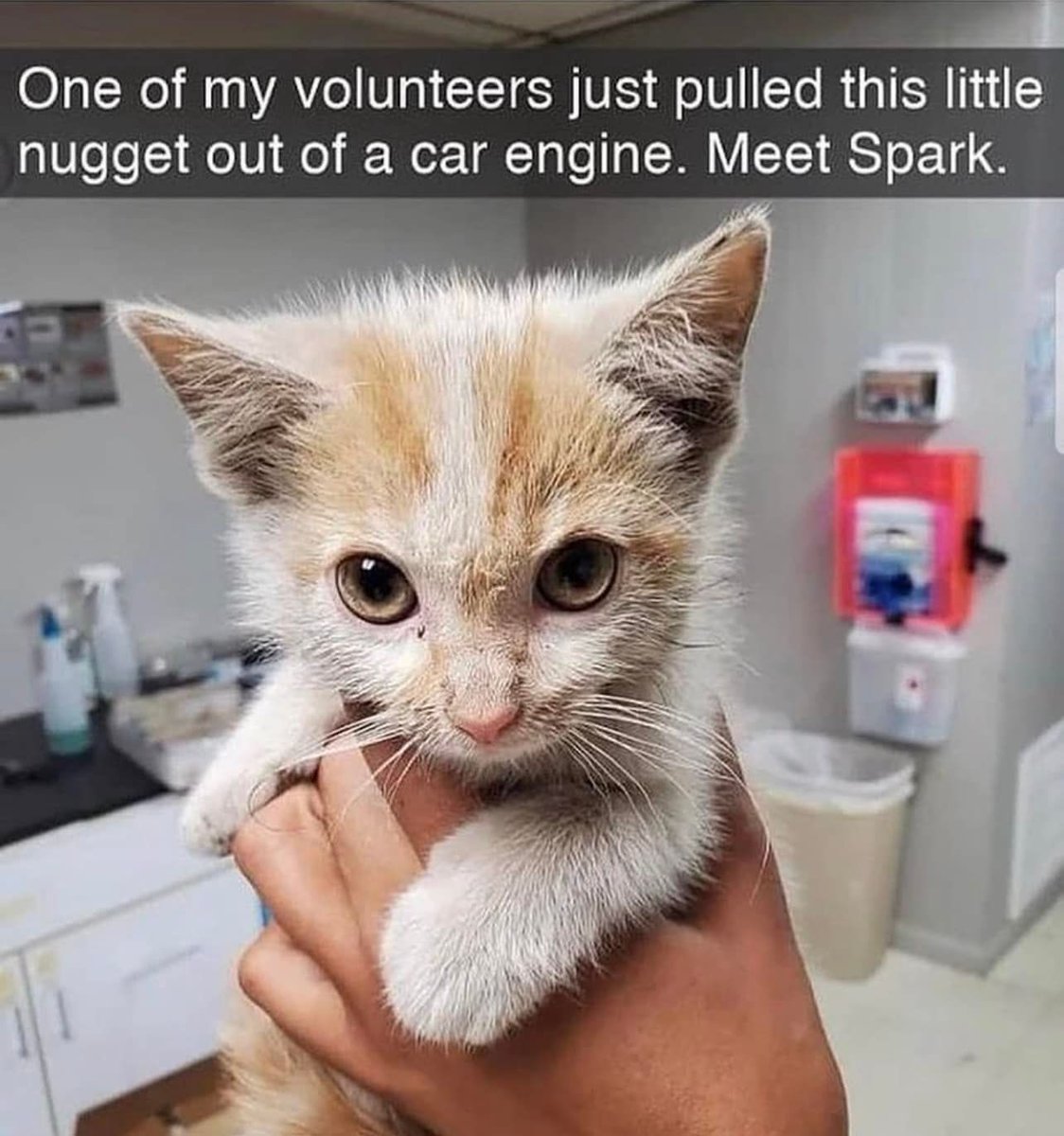 Cats and Kittens tweet media