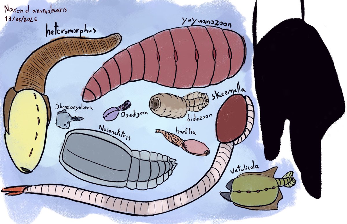 NarenElAnomalo's tweet photo. vetulicolias son algunos de tantos grupos raros del cámbrico,se caracterizan no solo por anatomía bastante rara,si no el misterio de qué filo animal pertenecen,según entendí parece que aceptan que son chordata(ósea vertebrados y cercanos)
#paleoartist #paleontology #paleontologia https://t.co/7YlkFEMuMk