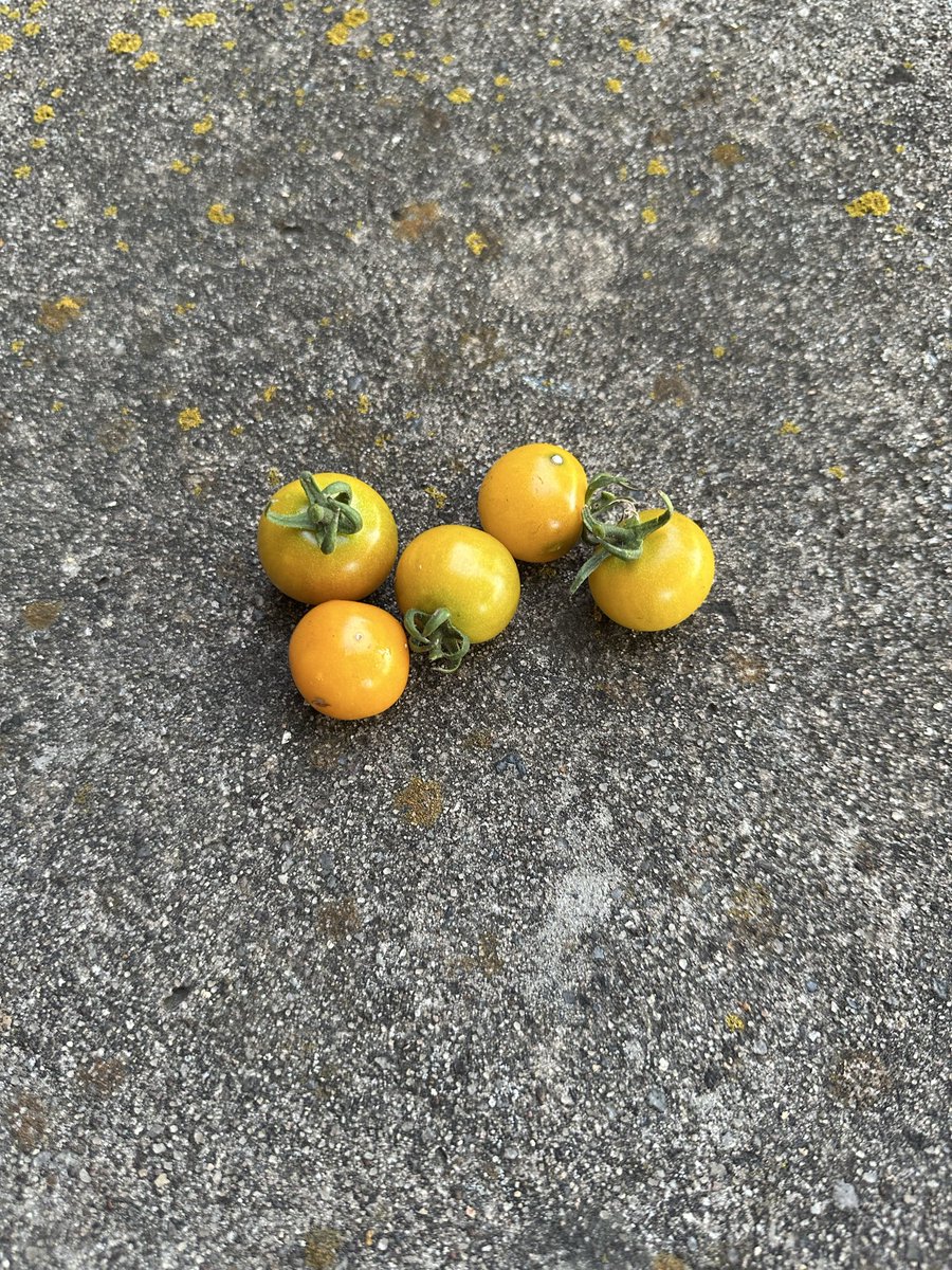 DwayneWinOK's tweet photo. First Sun Sugars of the season.😋 https://t.co/akAR4PyHOf