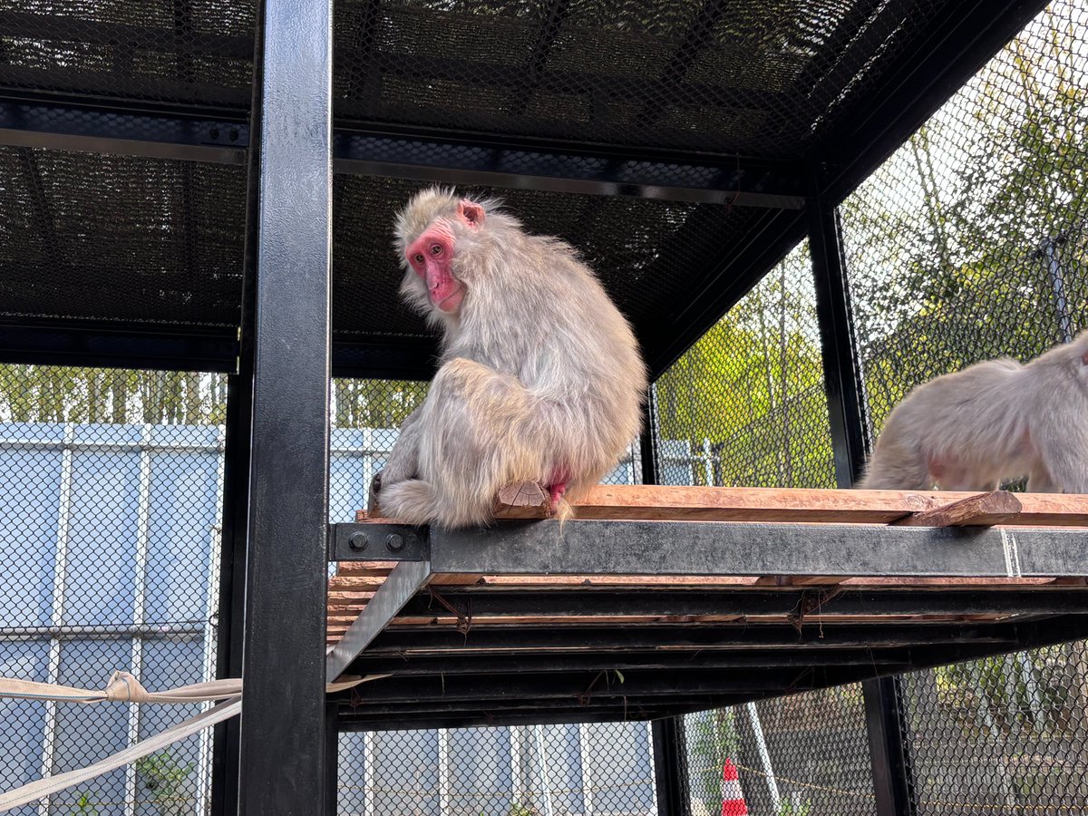 UenoZooGardens's tweet photo. バックヤードにいる下北半島由来の #ニホンザル たちが、冬毛から夏毛へと換毛中です。
生えかわりの過程で、それぞれ独特なスタイルになっています。
特に頭頂部。短くて色の濃い夏毛の部分を、長くて白っぽい冬毛が取り囲んで、河童の頭のようになっているサルも…？！

写真１～３枚目は換毛中。
4枚目は、参考ま��に、冬毛だったときの写真です。

#オンラインで動物観察
#飼育係からの撮りたて画像