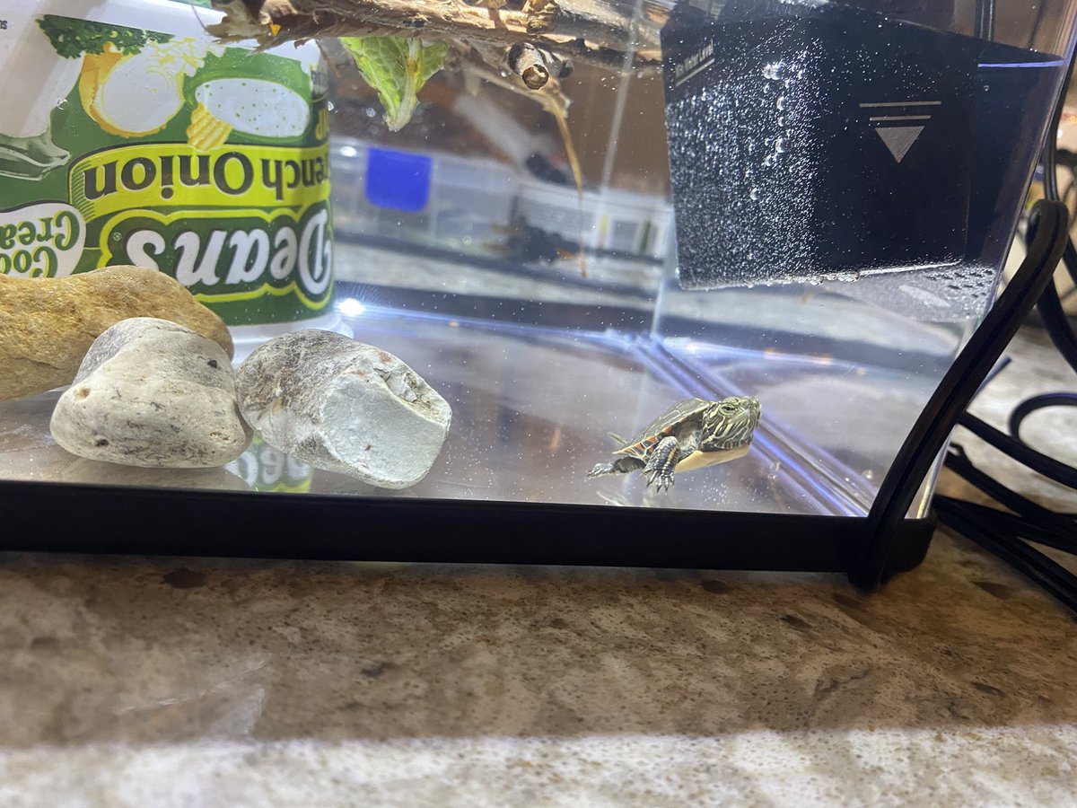 drift_dude's tweet photo. Everyone… meet Juice.

I rescued him from the middle of a lake and planning to give him the best life possible. 

This tank setup is temporary, I’m getting a 10gallon for him tomorrow but for now he seems to enjoy hanging out on the twigs and swimming around under them https://t.co/yaAi5yFq5C