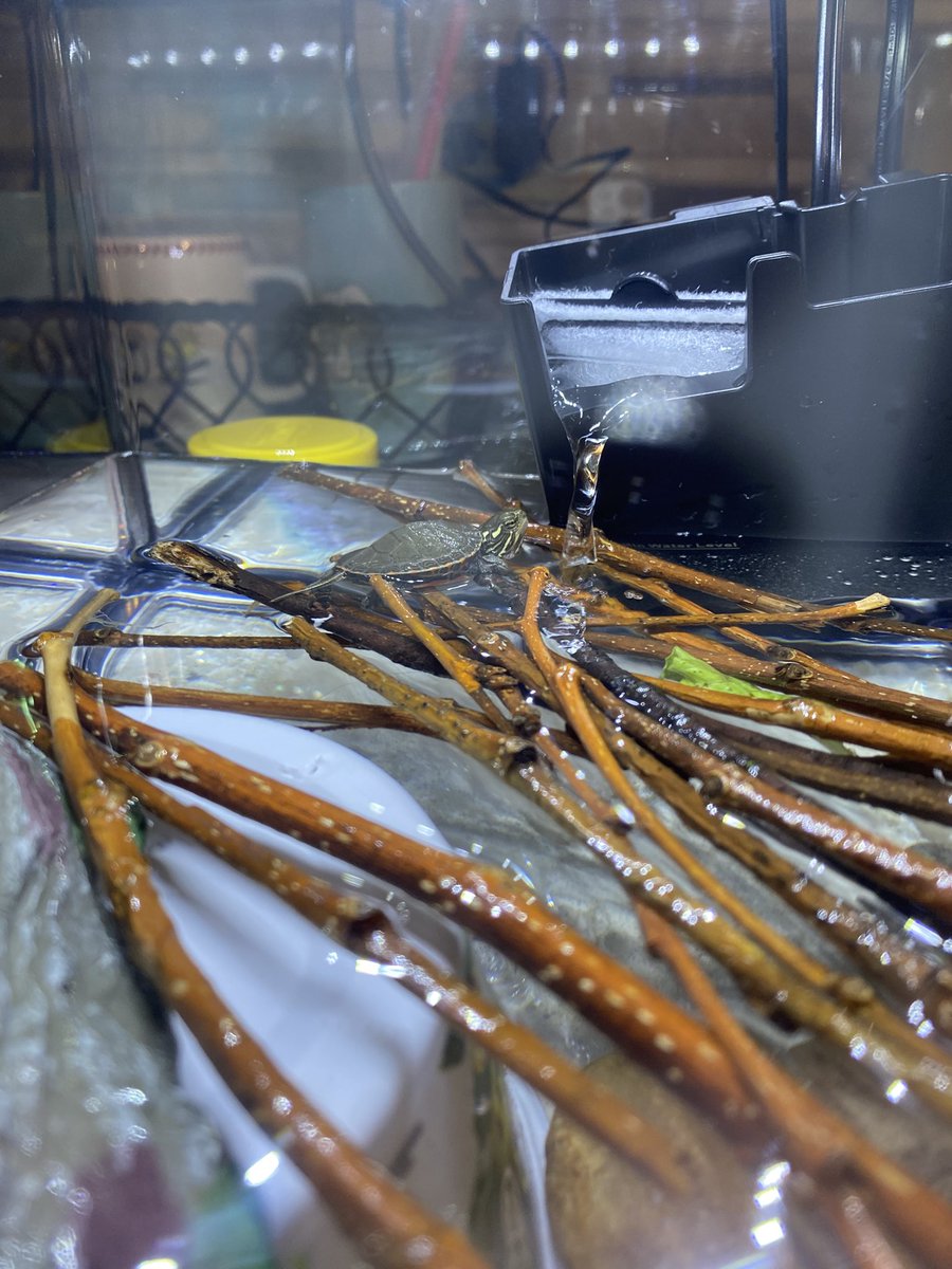 drift_dude's tweet photo. Everyone… meet Juice.

I rescued him from the middle of a lake and planning to give him the best life possible. 

This tank setup is temporary, I’m getting a 10gallon for him tomorrow but for now he seems to enjoy hanging out on the twigs and swimming around under them https://t.co/yaAi5yFq5C