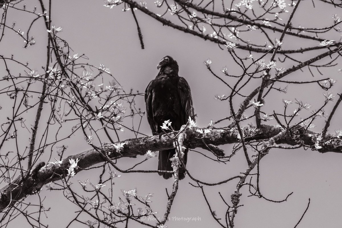 Tom_AIAC's tweet photo. Went out to get the mail and saw this birb, so I ran into the house to grab my camera, hoping it wouldn't fly away!

#photography #nature #birds https://t.co/pfZzNIYLh4