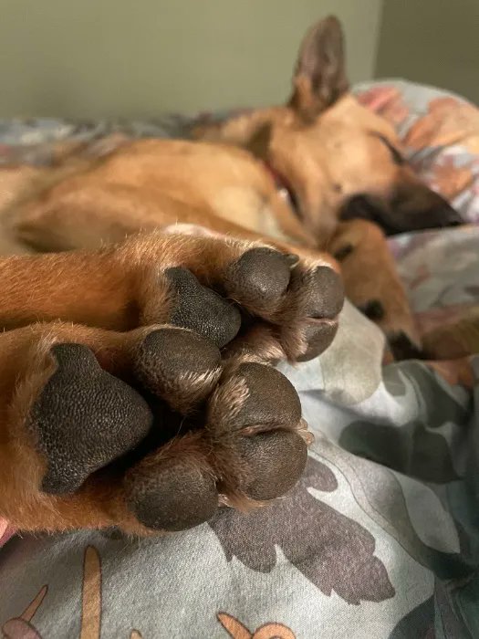 TallFinFemboy's tweet photo. I just received kiss my dogs perfect paws from Anonymous via Throne. Thank you! https://t.co/IsXfNjNJ3j #Wishlist #Throne https://t.co/mOtZi9ug17