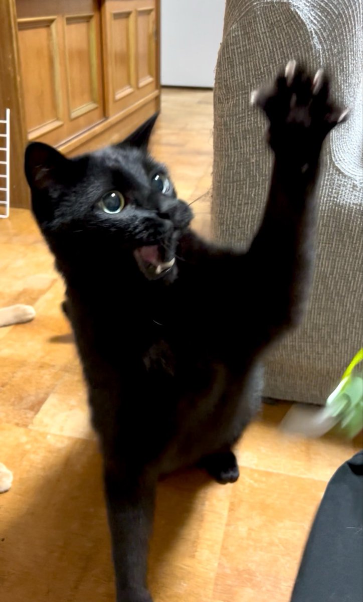 DOSANKO-CATS🐾 tweet media