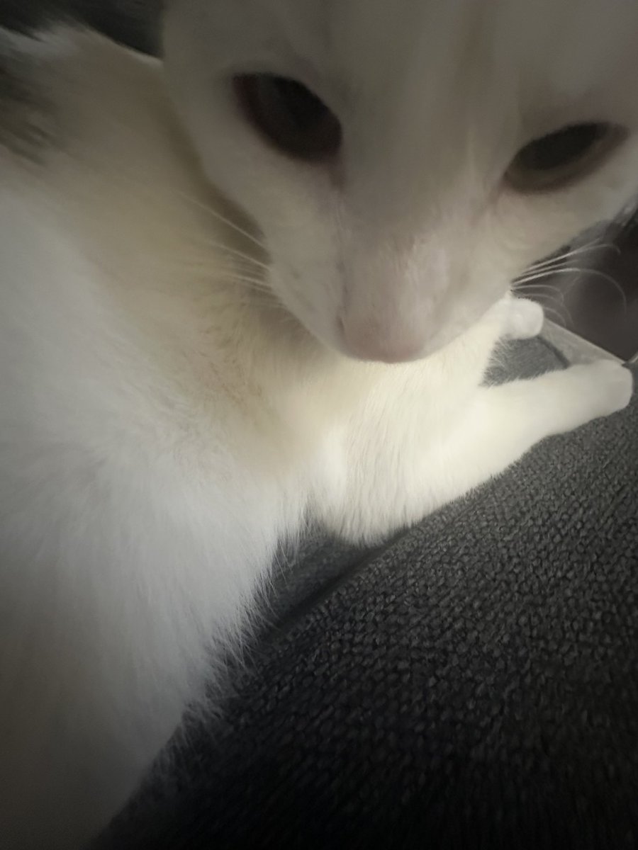 luvrxzz's tweet photo. my precious billy https://t.co/5gt0dfOkrA