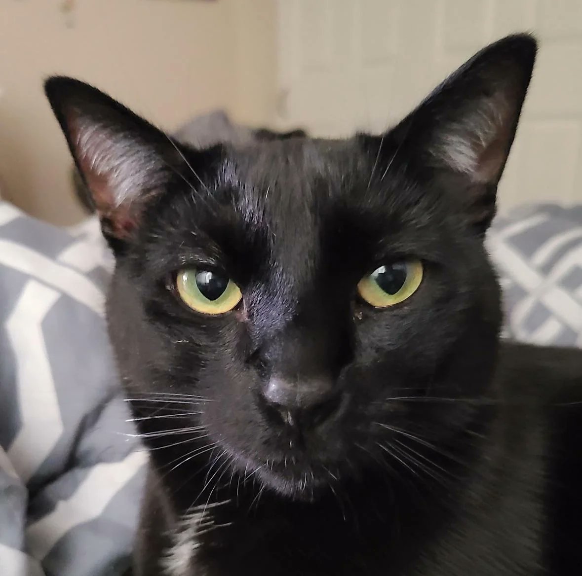 The Cat Aura 𓃠 tweet media