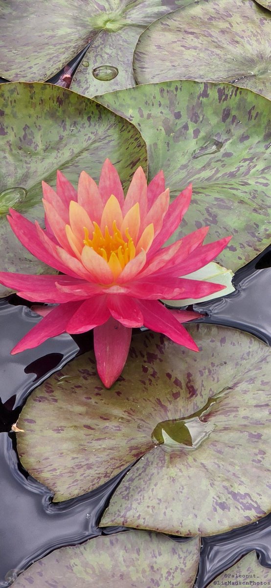 Paleonut_'s tweet photo. I can see why Monet loved them so much!

#WaterLily #NoFilter @longwoodgardens https://t.co/6P1wRZMzfb