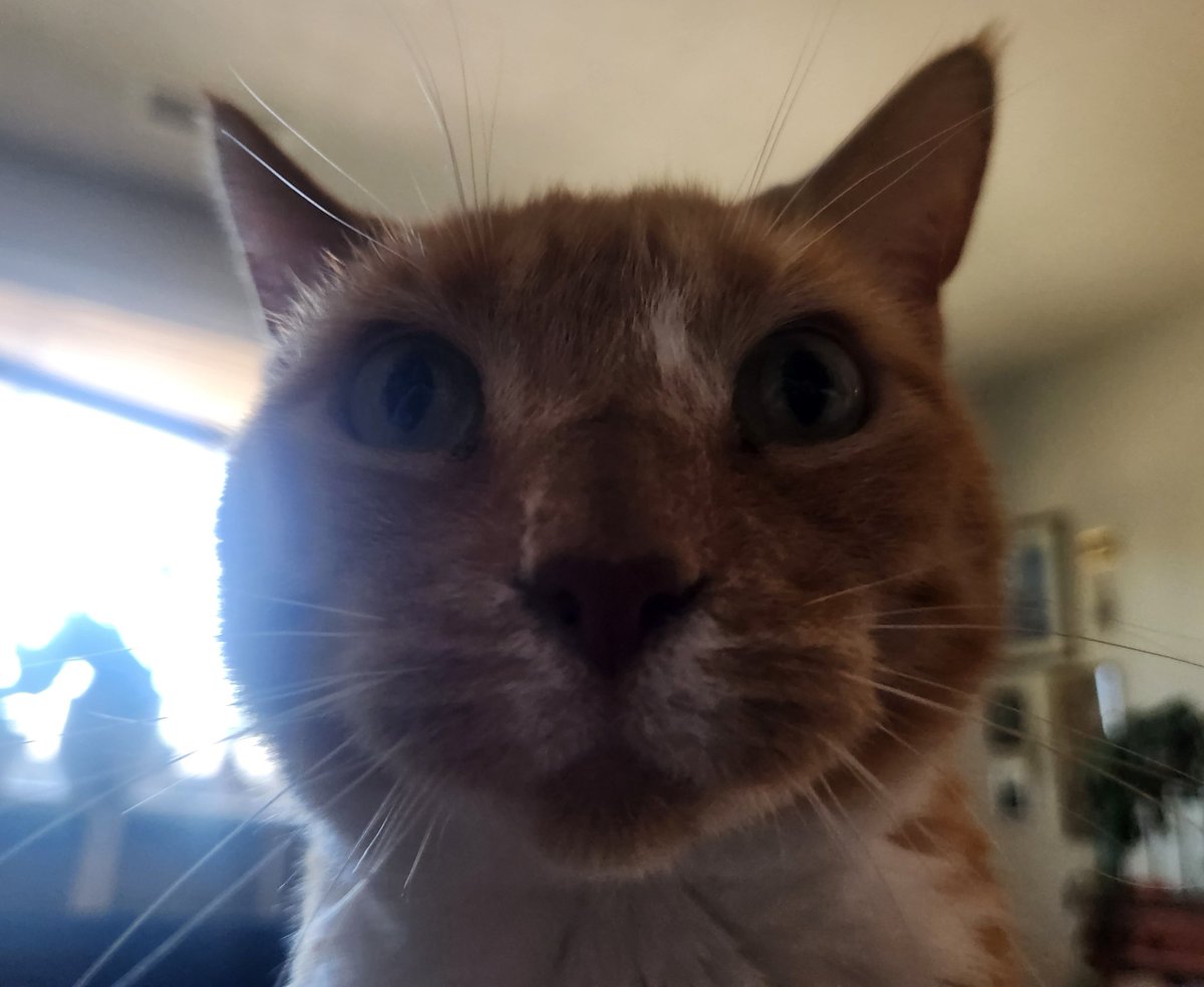 Tormund 🍊 tweet media