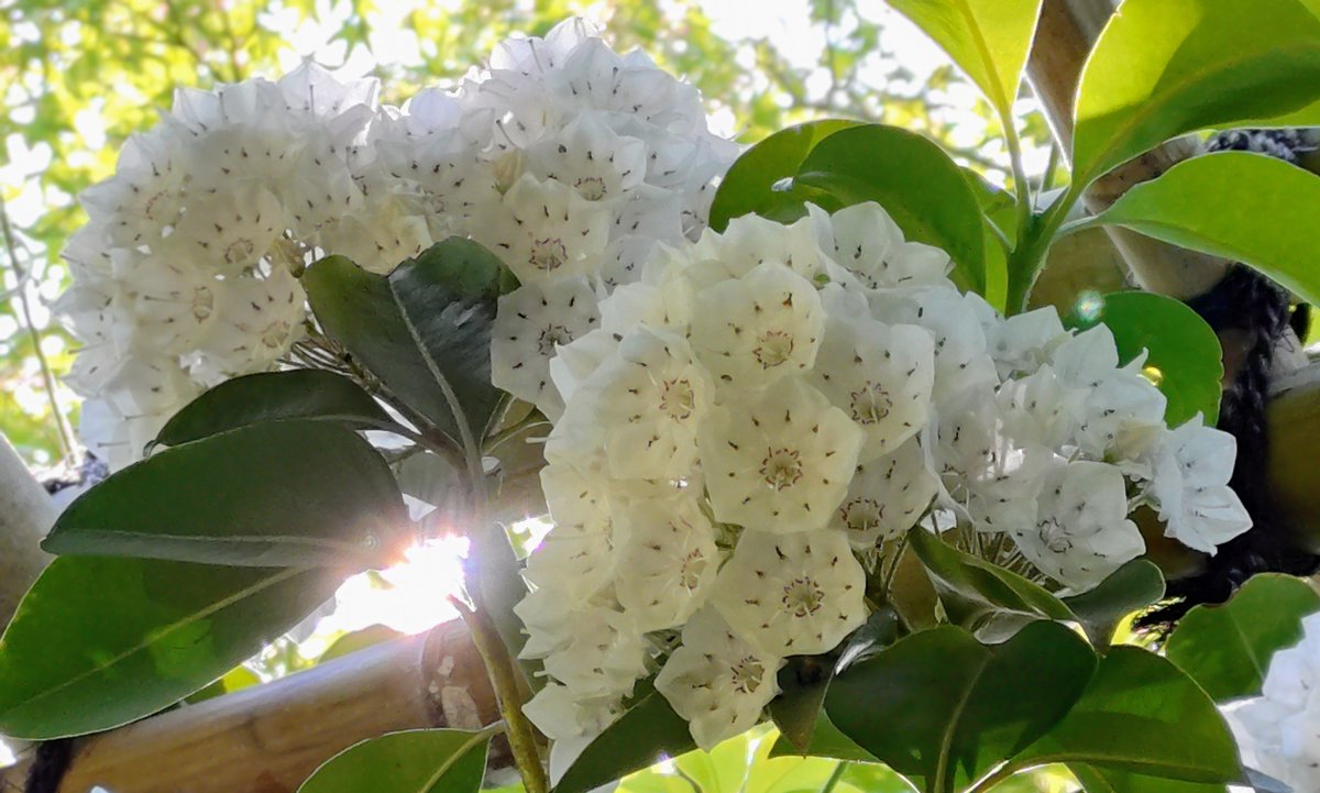 カルミア が見頃です！爽やかに可愛らしく咲く花は、いつも皆さまの