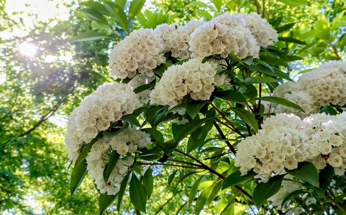 ころ花 カルミア が見頃です！爽やかに可愛らしく咲く花は、いつも皆さまの