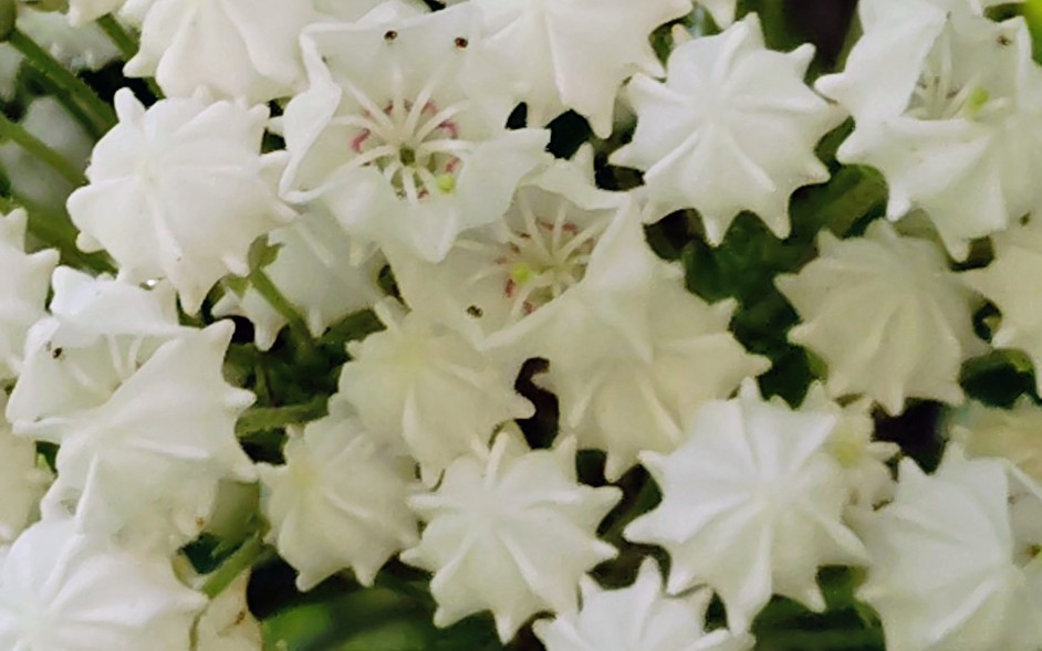 カルミア が見頃です！爽やかに可愛らしく咲く花は、いつも皆さまの