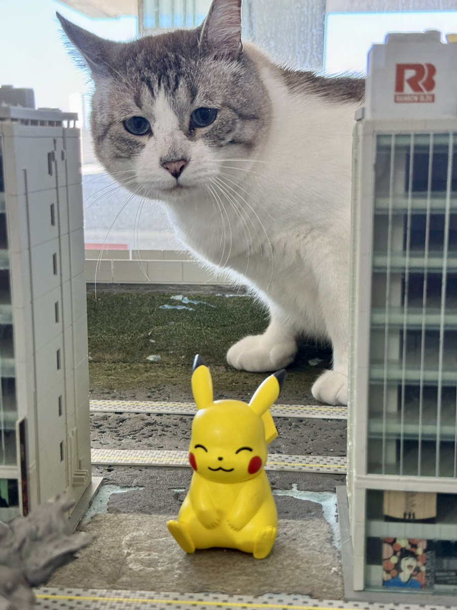 保護猫カフェ ねこの箱舟 天保山店 Cats Wonderland Osaka-bay
