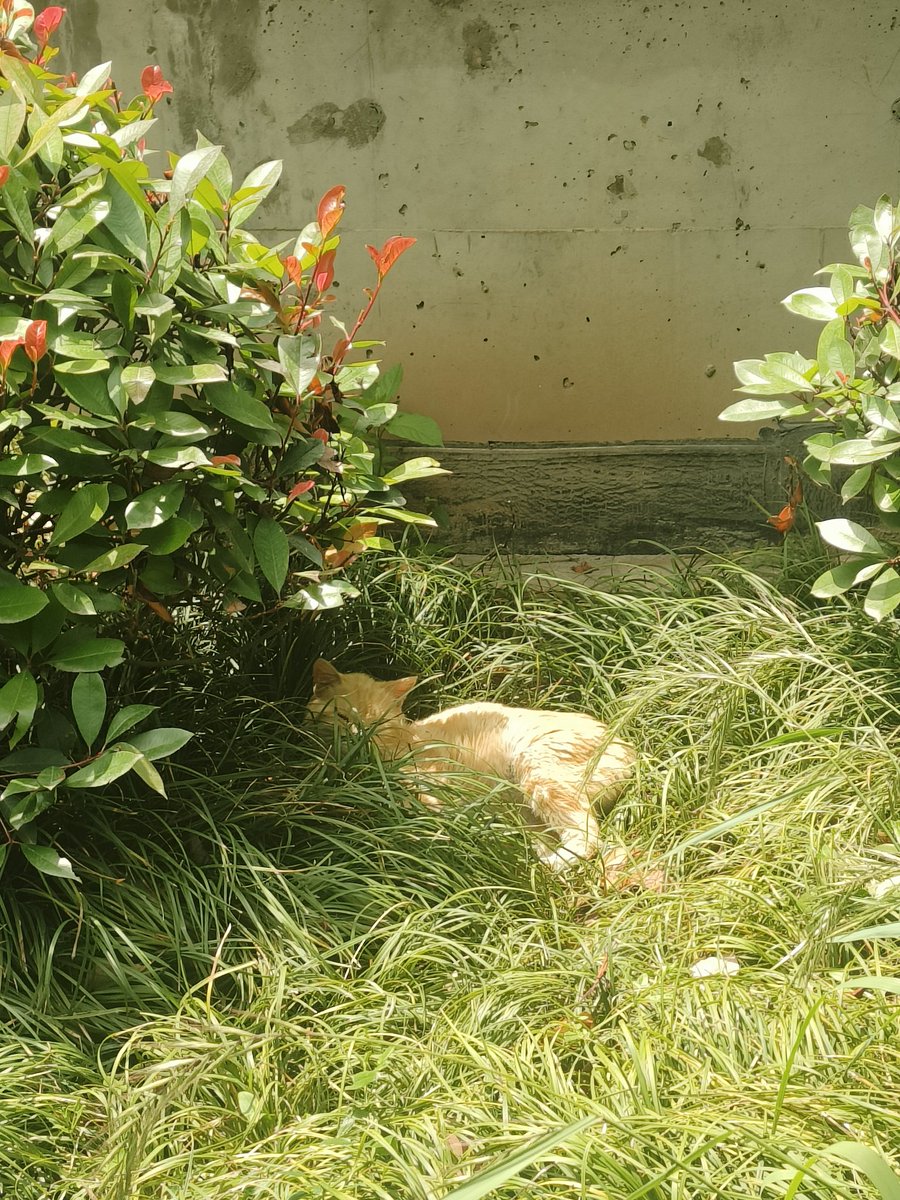 orange1141971's tweet photo. 沐浴在阳光里的小猫咪~ https://t.co/T6WcxbUleb