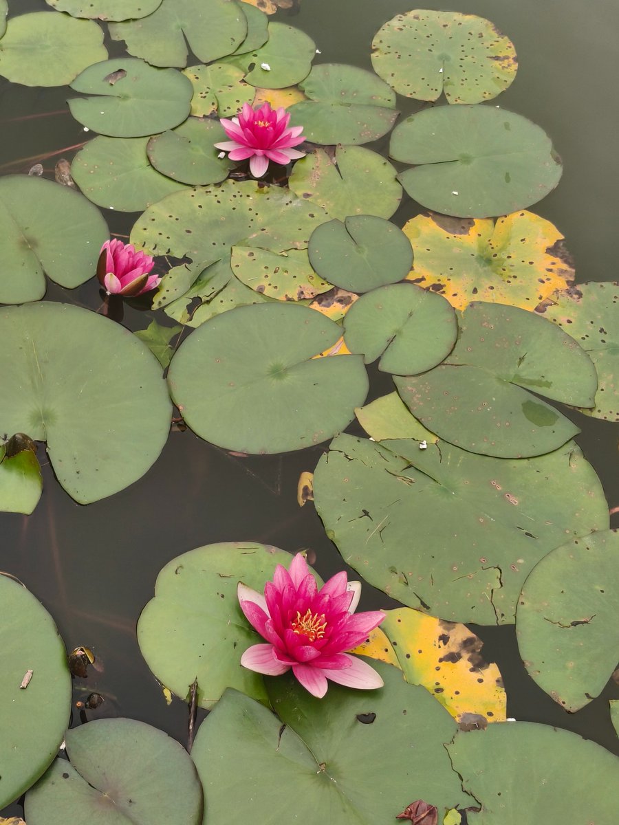 lotus（互fo） tweet media
