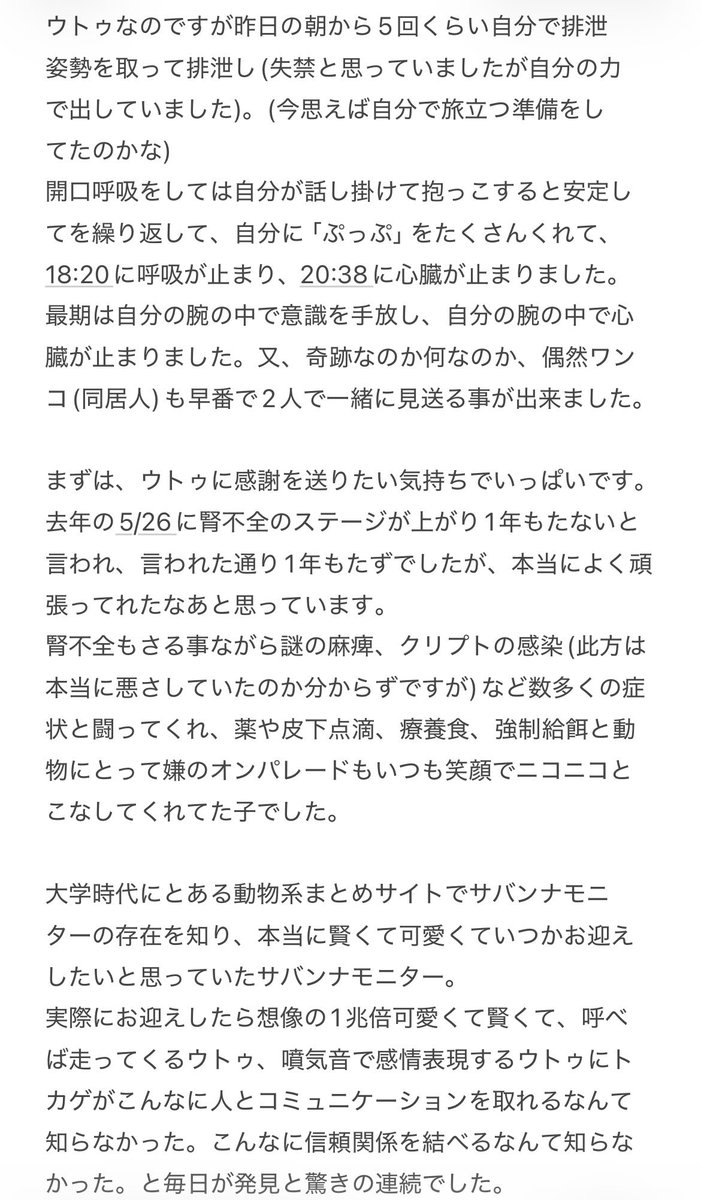 爬虫類絵師Croco tweet media