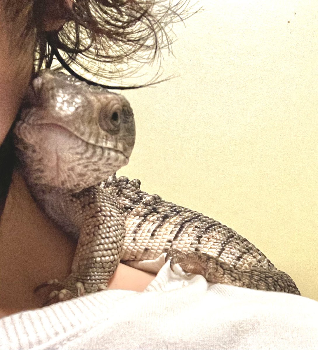 爬虫類絵師Croco tweet media