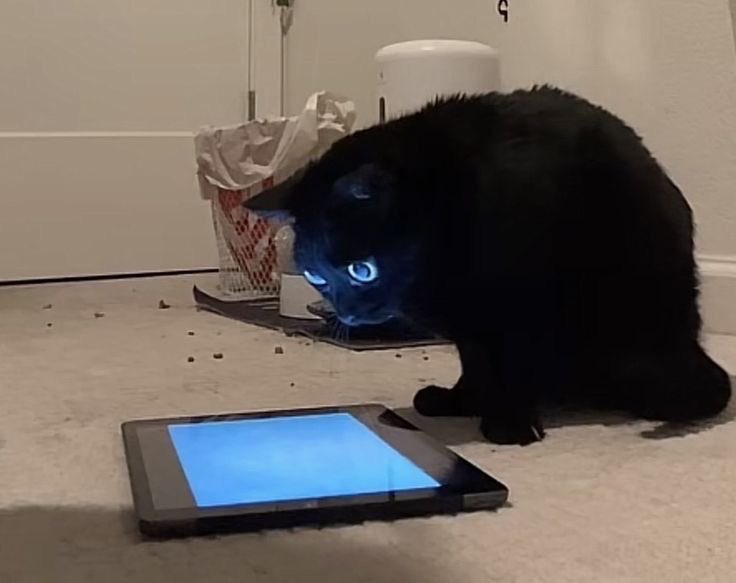 Black cats are not bad luck tweet media
